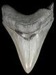 Serrated, Megalodon Tooth - South Carolina #51135-1